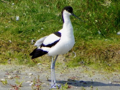 Avocetta